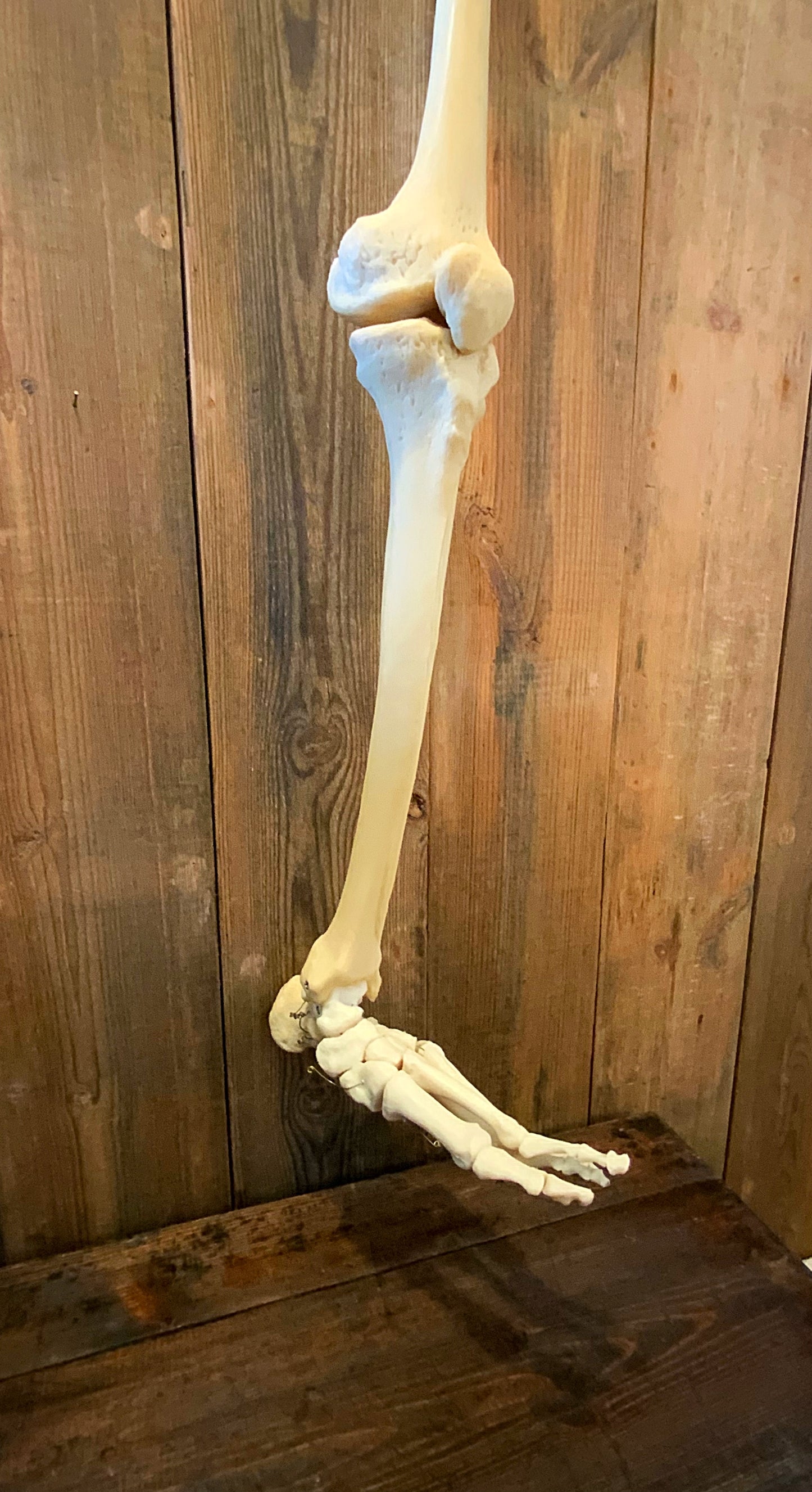 Articulated leg foot and hip bones