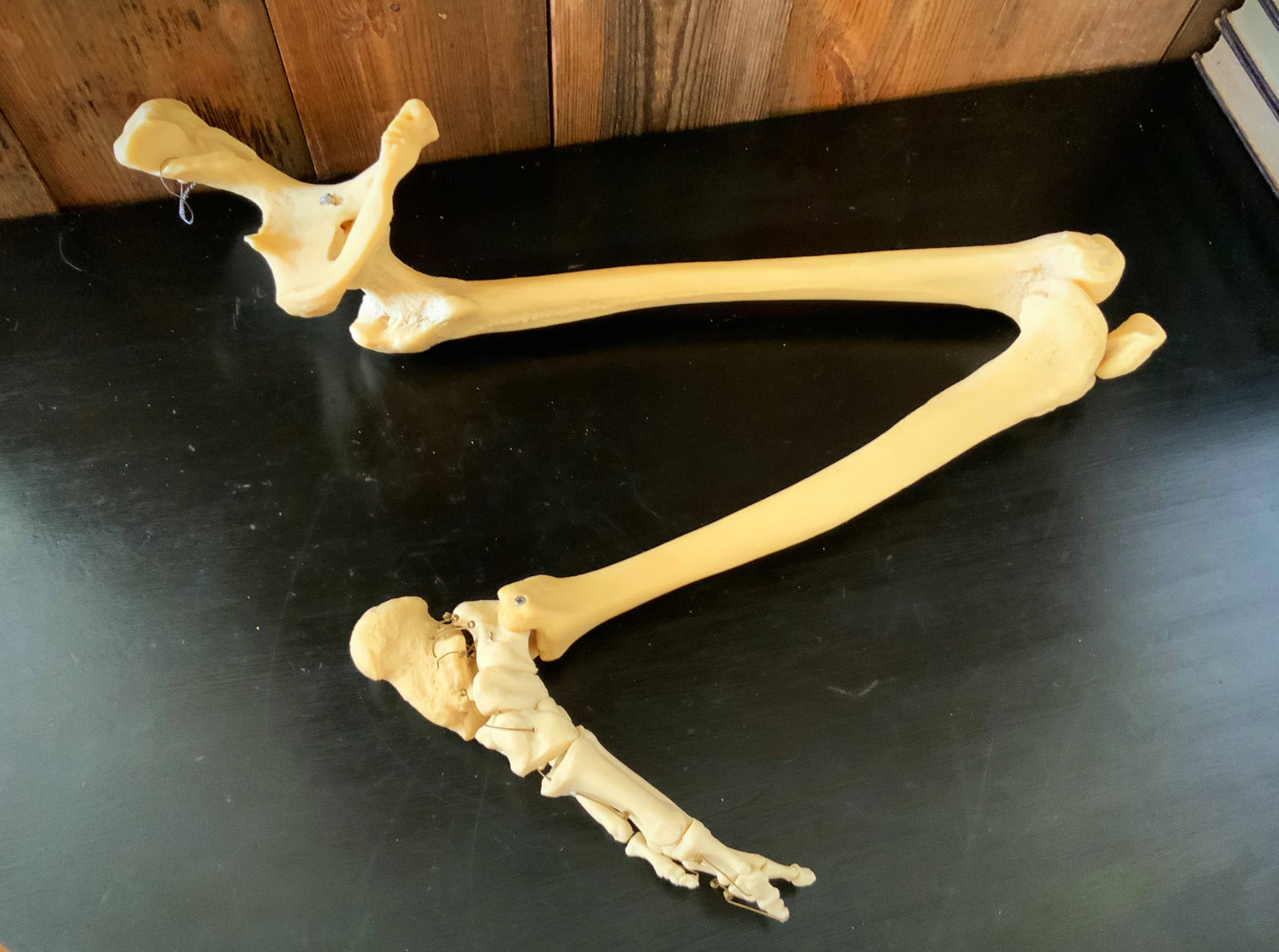 Articulated leg foot and hip bones