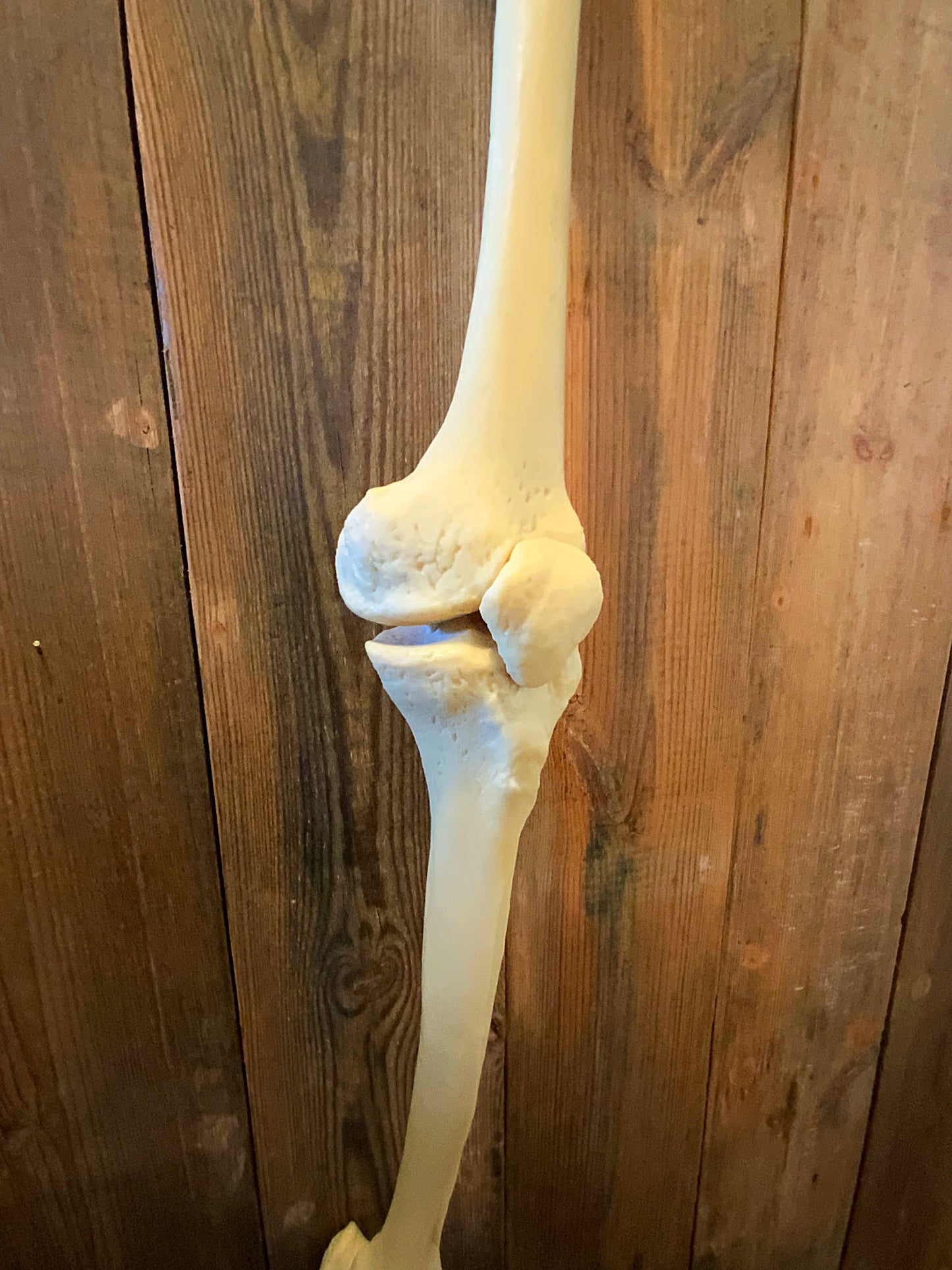 Articulated leg foot and hip bones