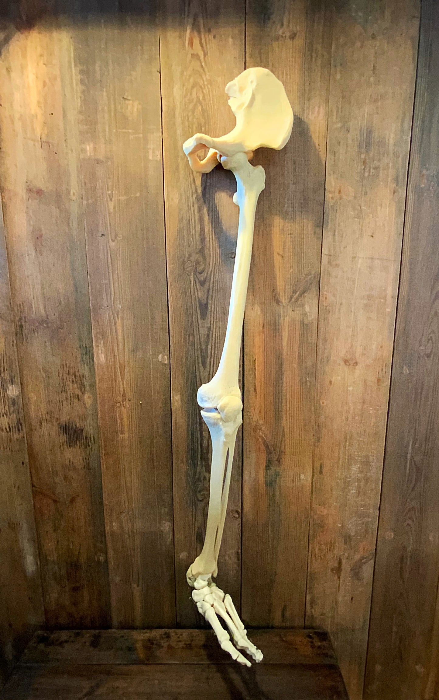 Articulated leg foot and hip bones