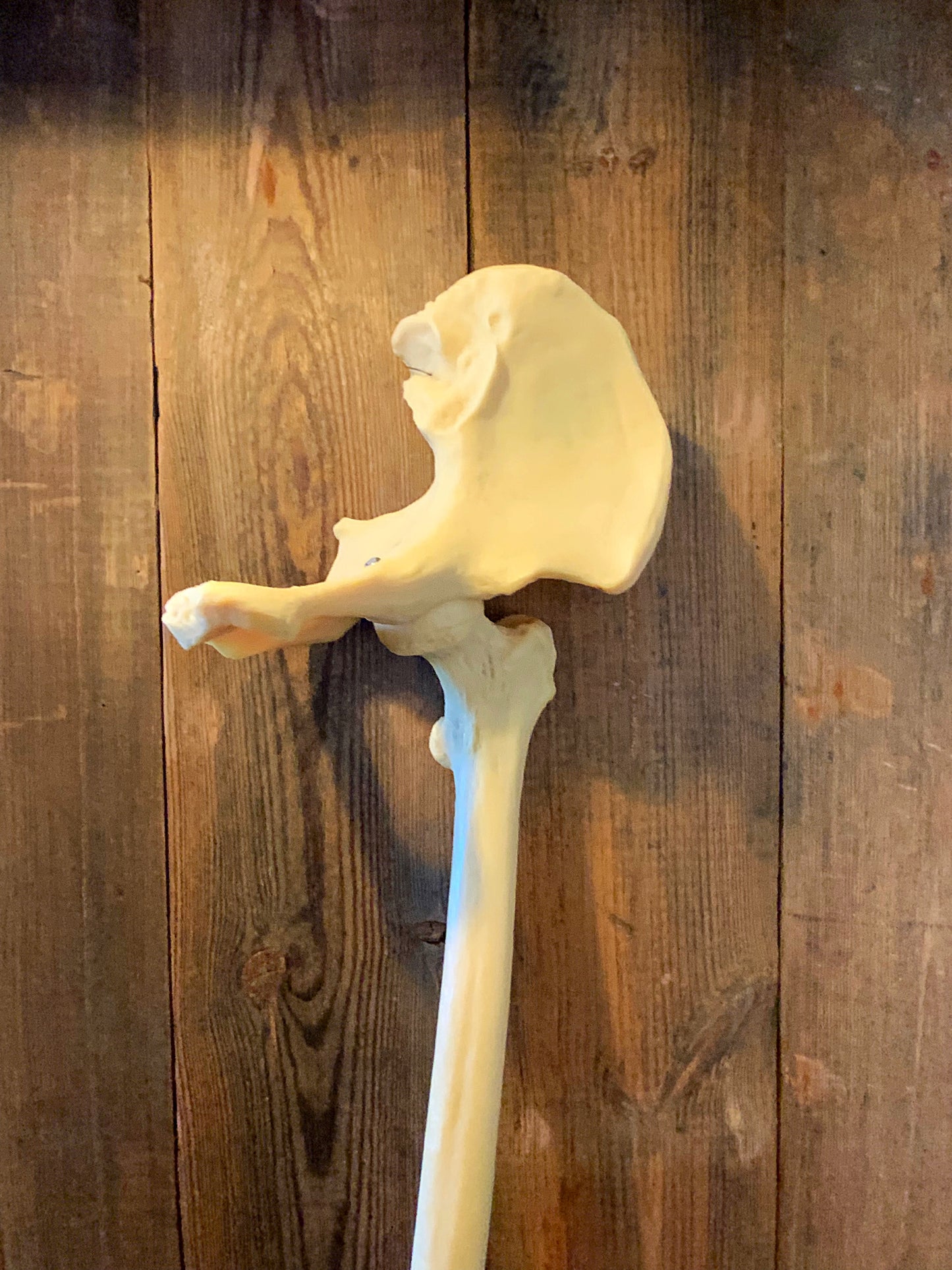 Articulated leg foot and hip bones