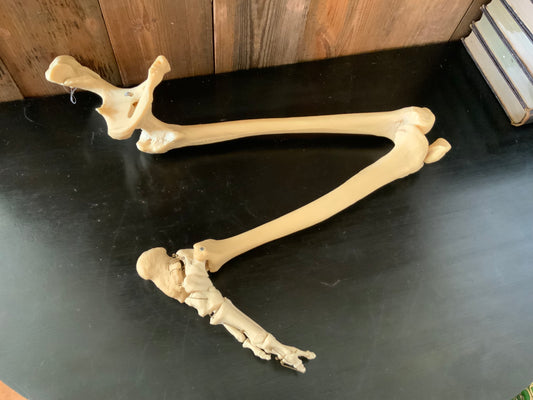 Articulated leg foot and hip bones